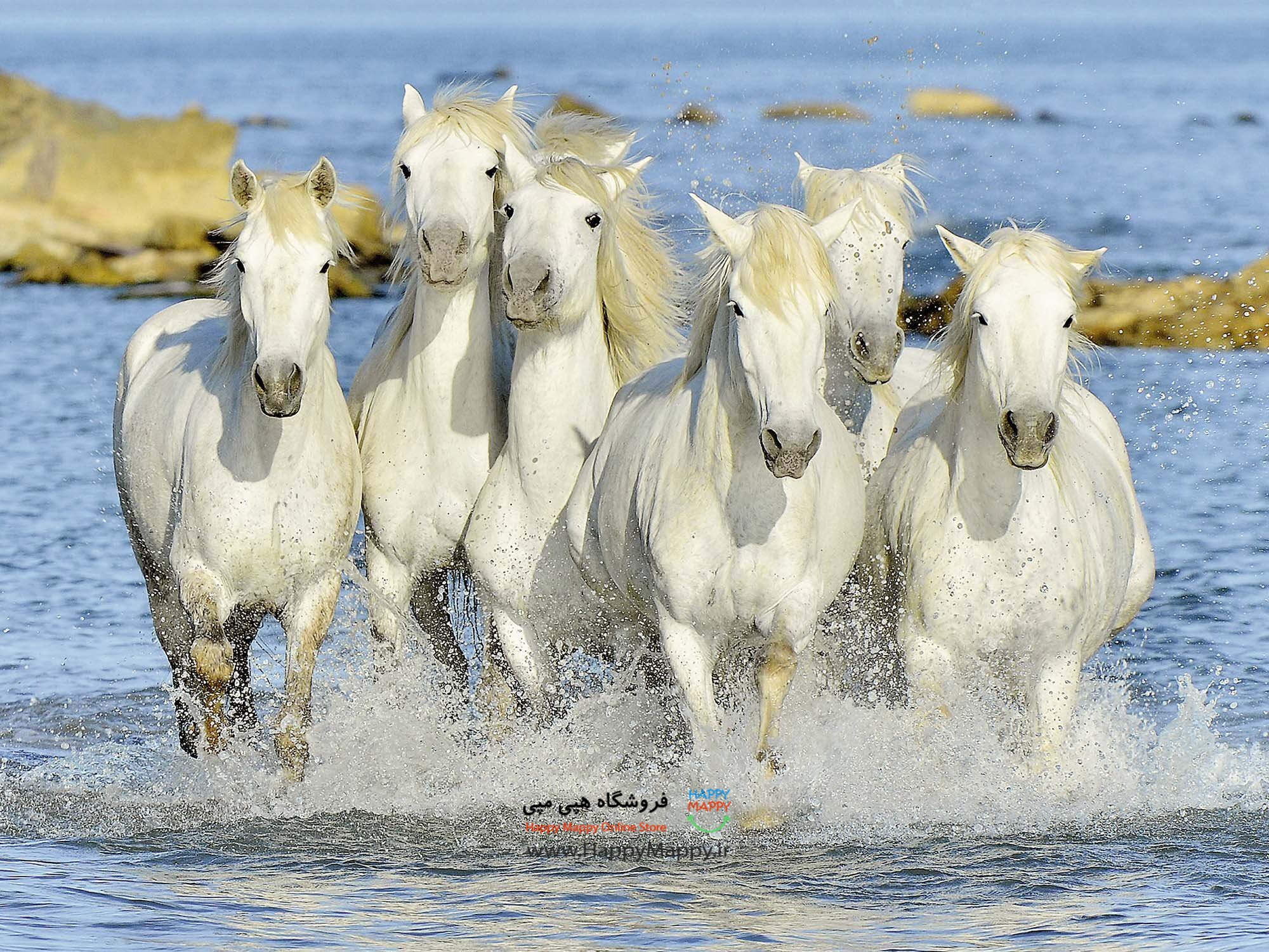 پازل 1500 تکه اسب های سفید